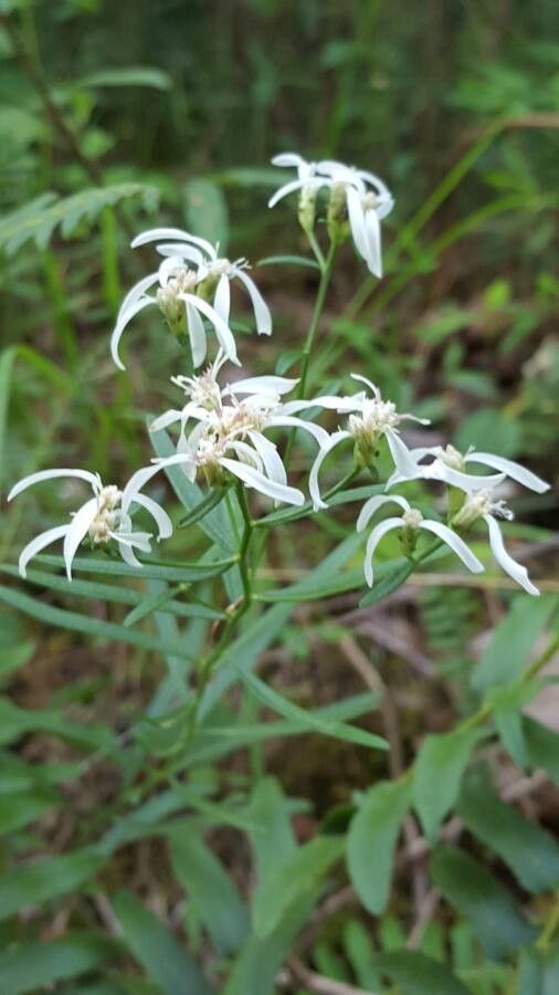 Sericocarpus linifolius — houseplant care guide