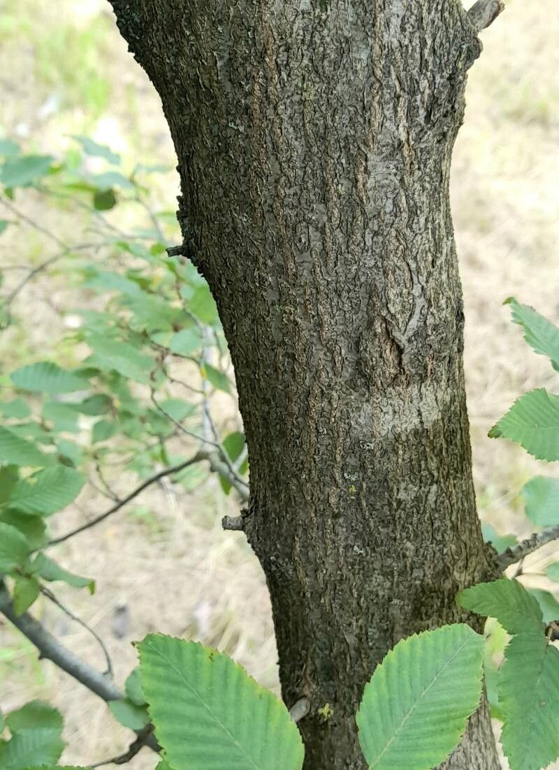 Carpinus henryana bark