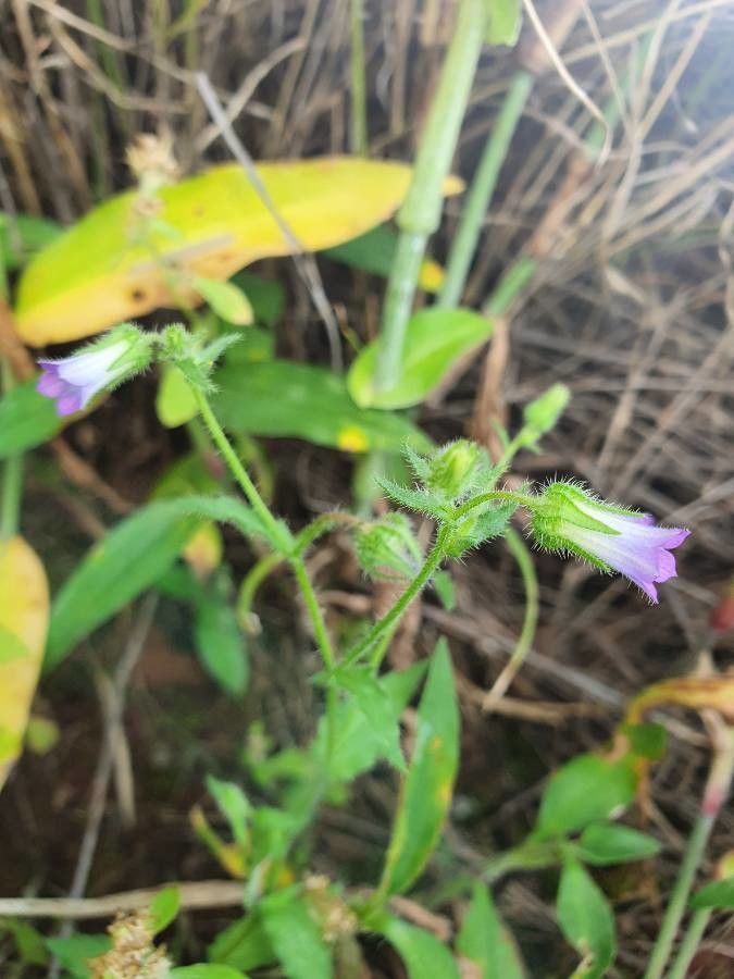 Campanula keniensis flower