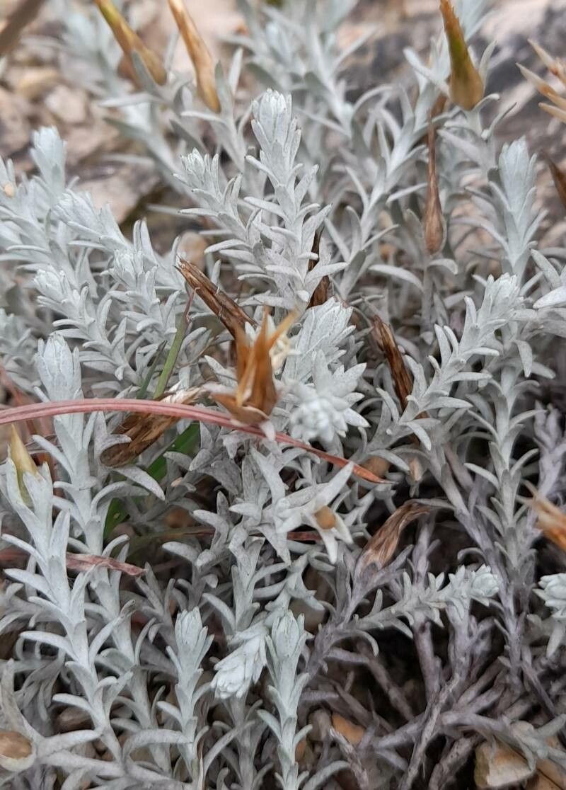 Lucilia recurva — related species from the same genus