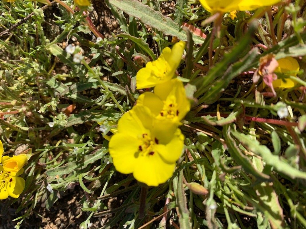 Camissonia kernensis — related species from the same genus