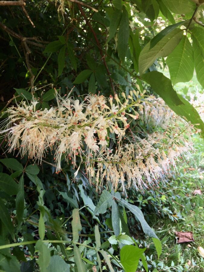 Aesculus parviflora flower