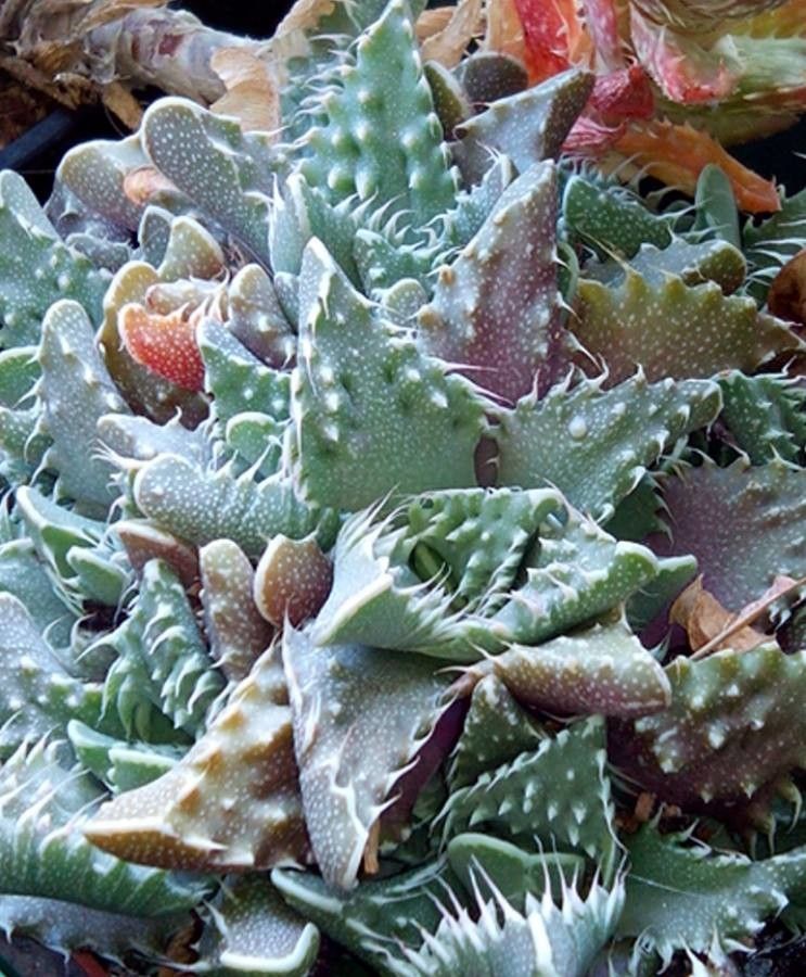 Faucaria tigrina bark