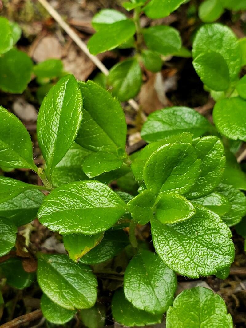 Linnaea borealis leaf