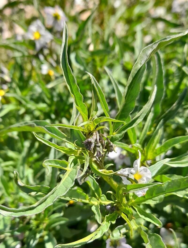 Solanum tripartitum leaf