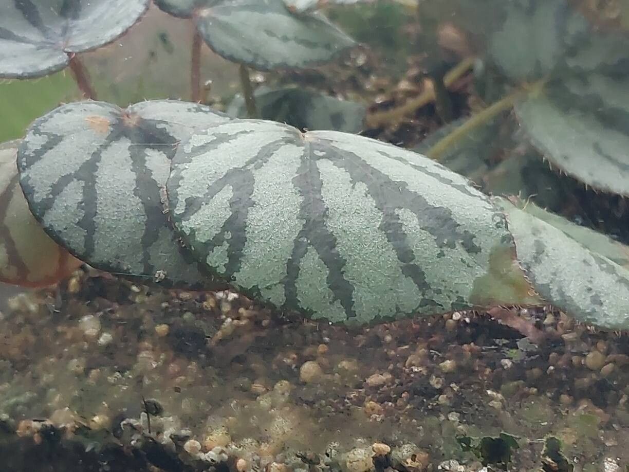Begonia luzonensis leaf