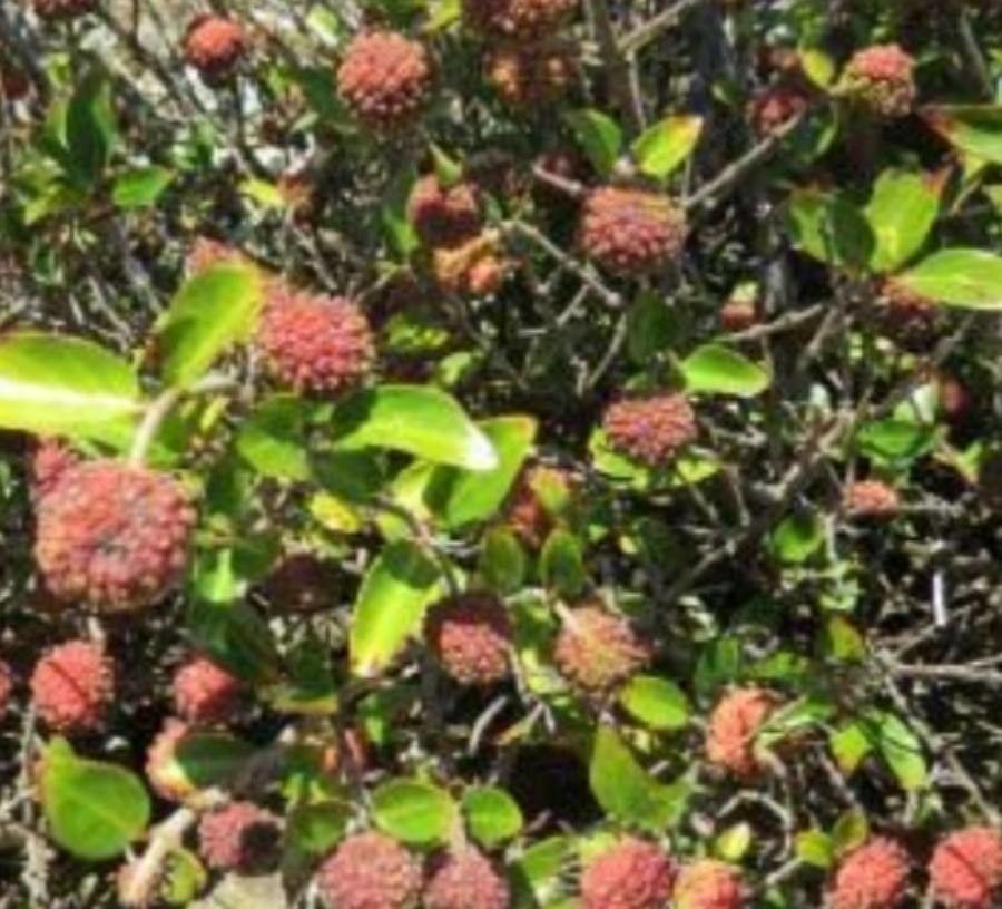 Cephalanthus natalensis fruit
