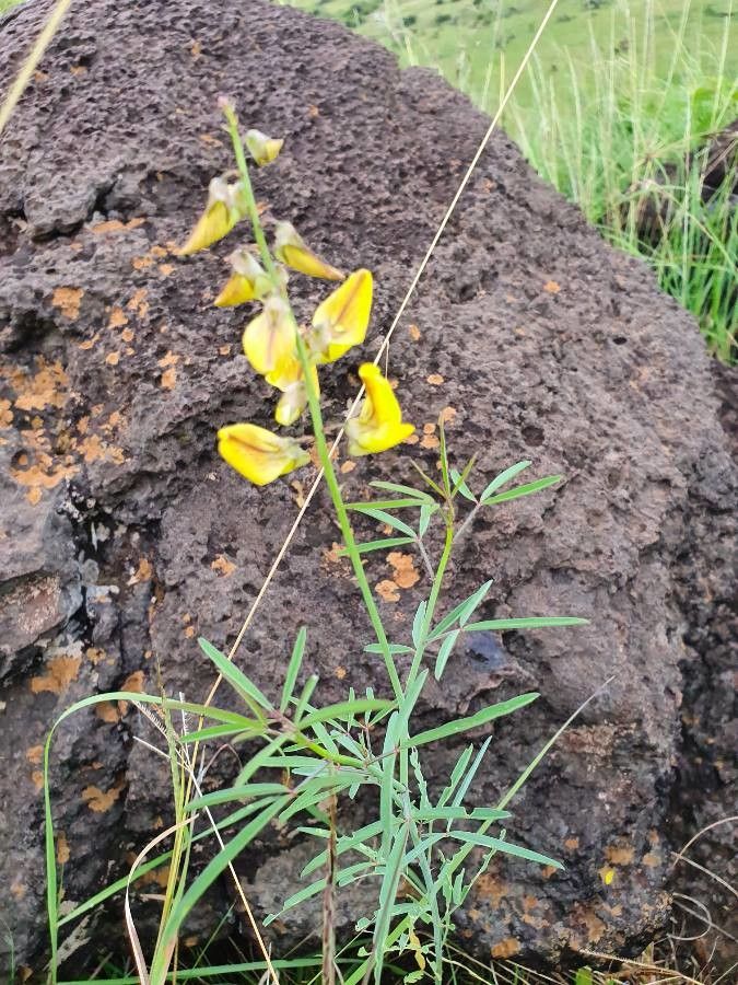 Crotalaria deserticola leaf