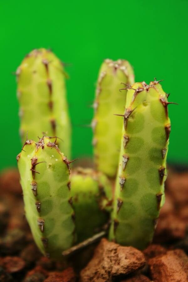 Euphorbia heterochroma — houseplant care guide