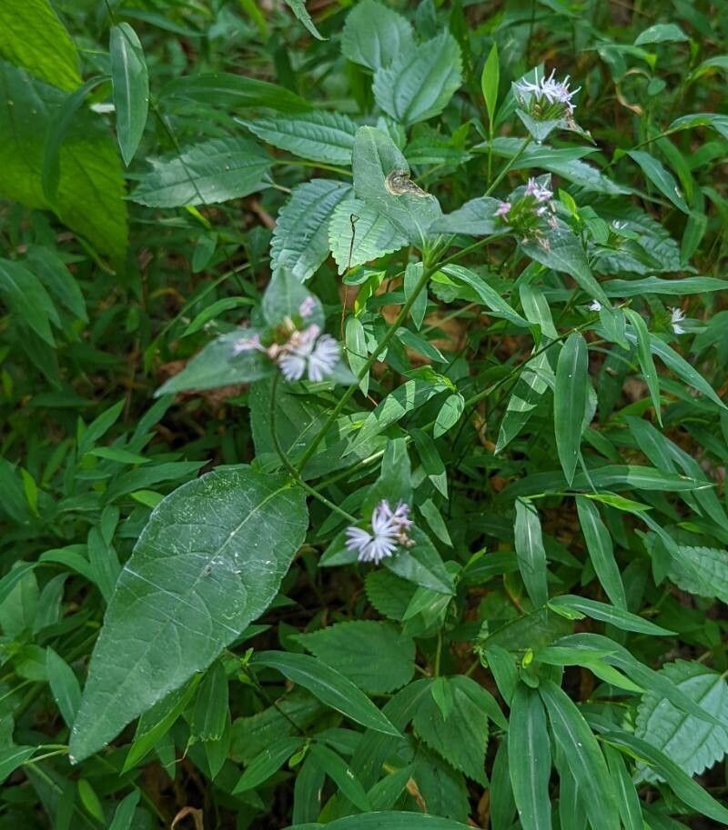 Elephantopus carolinianus flower