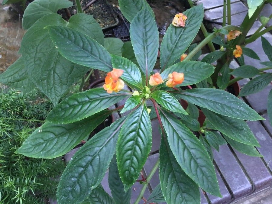 Impatiens auricoma flower