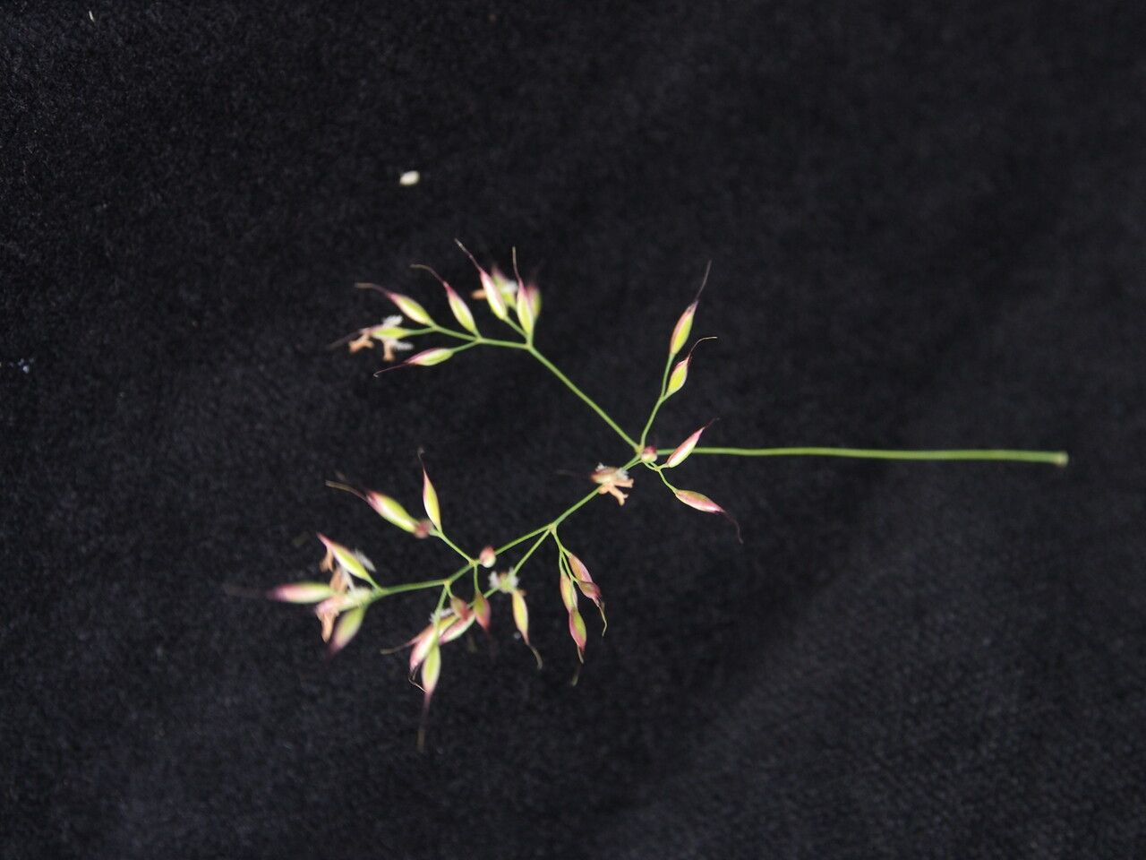 Calamagrostis staintonii — houseplant care guide