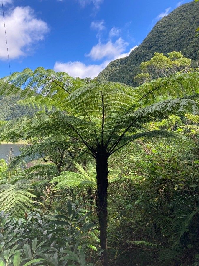 Alsophila stelligera leaf