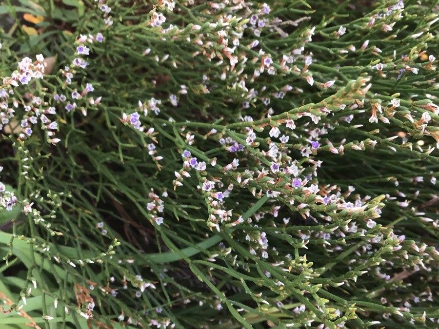 Limonium cosyrense flower