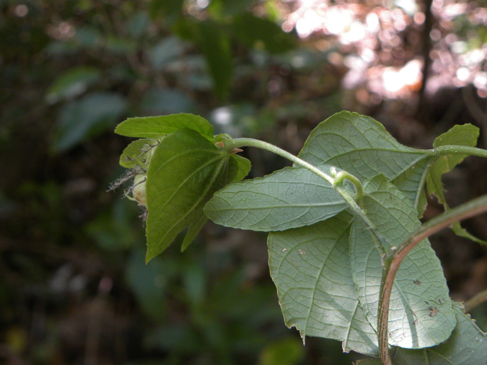 Dalechampia cissifolia — houseplant care guide