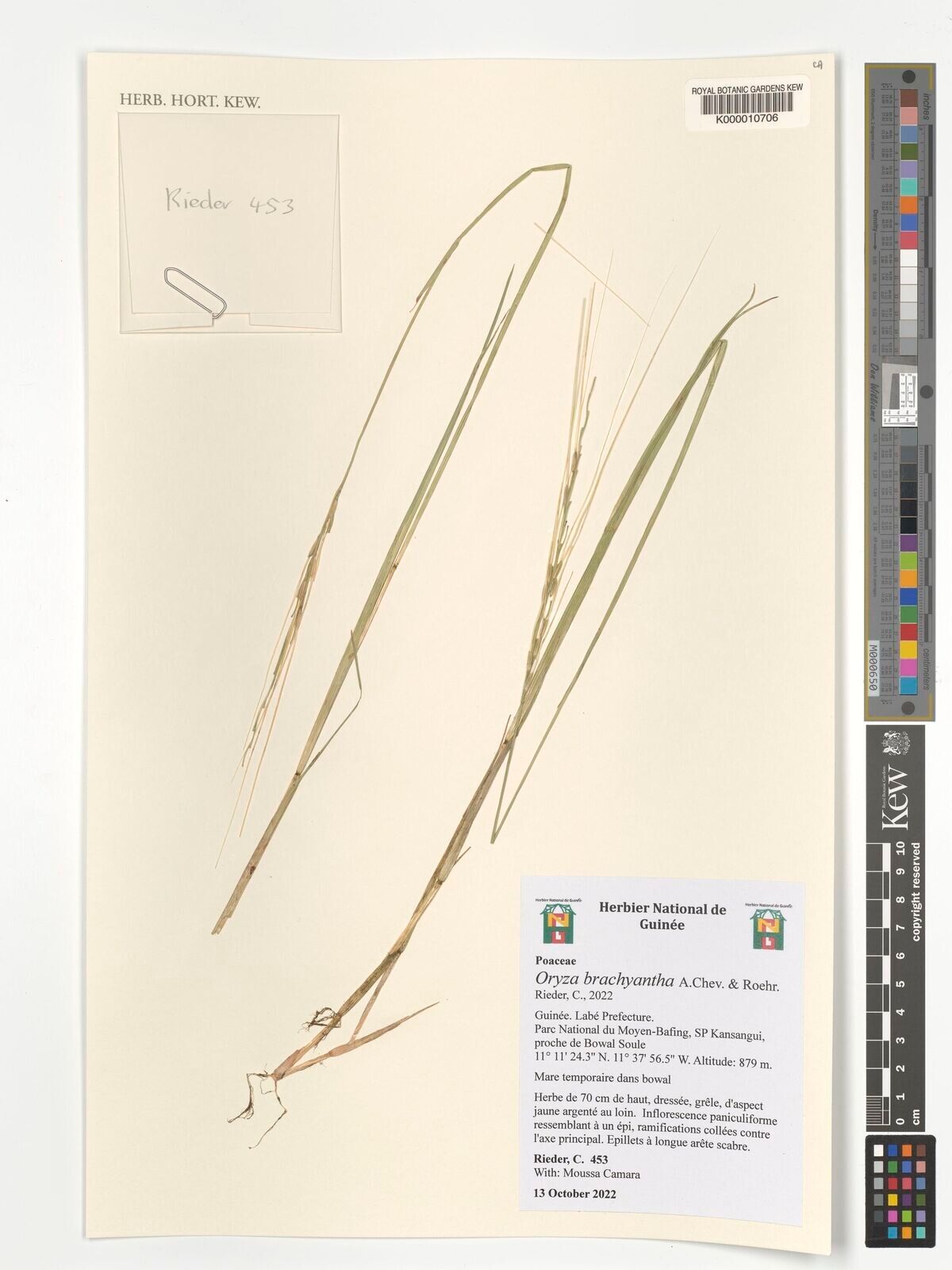 Oryza brachyantha — related species from the same genus