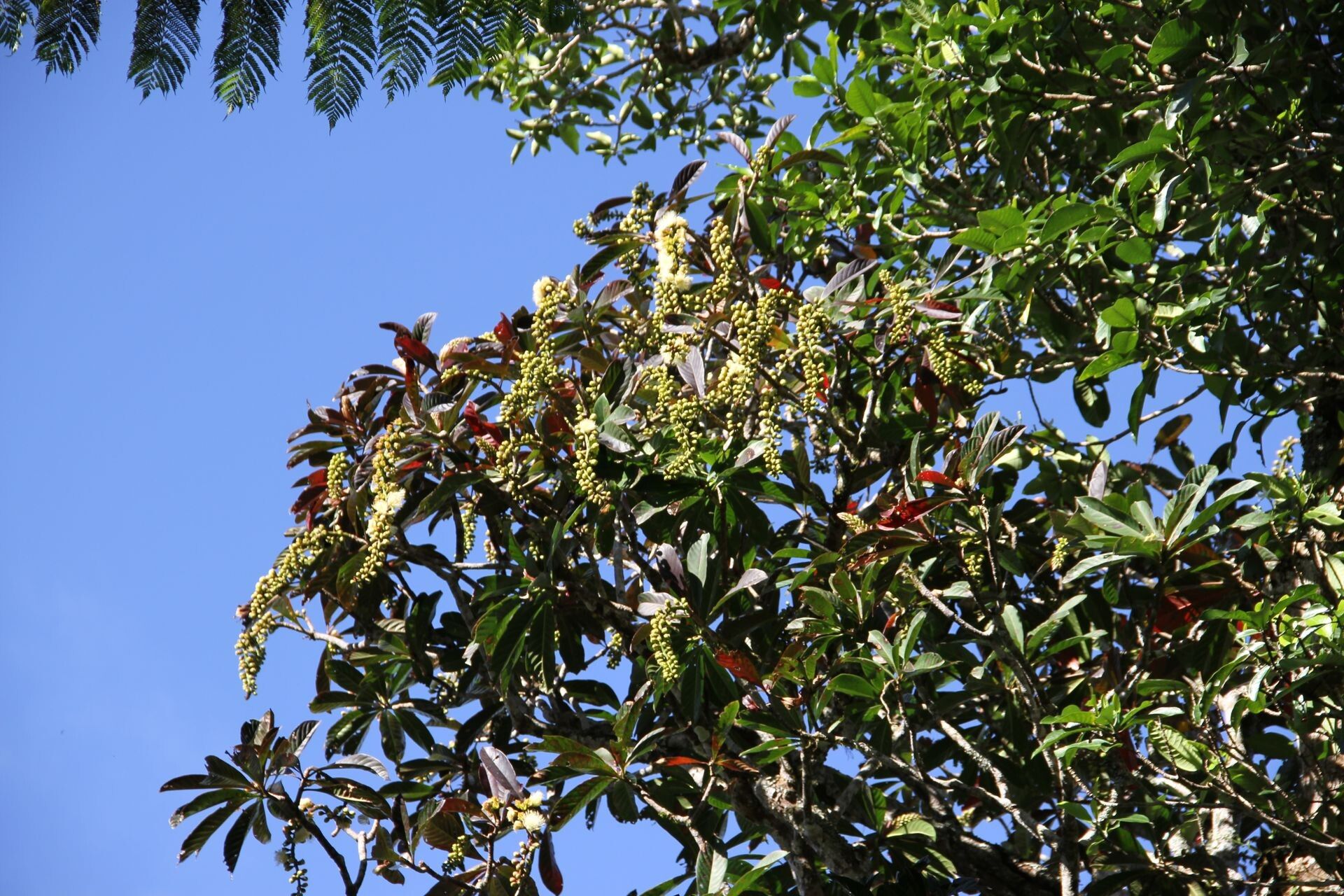 Barringtonia longifolia habit