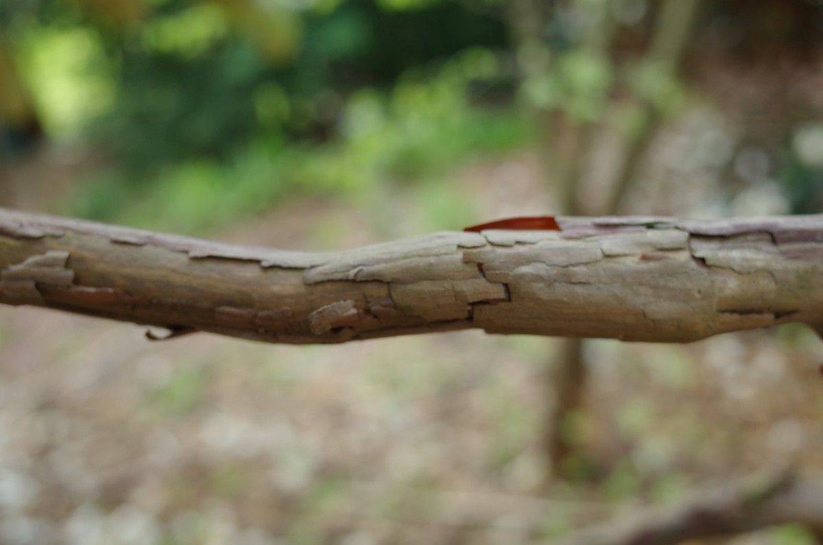 Rhododendron arizelum bark