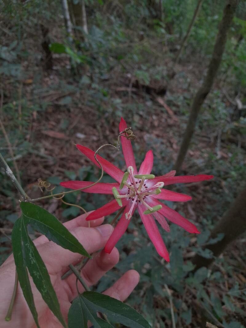 Passiflora speciosa flower