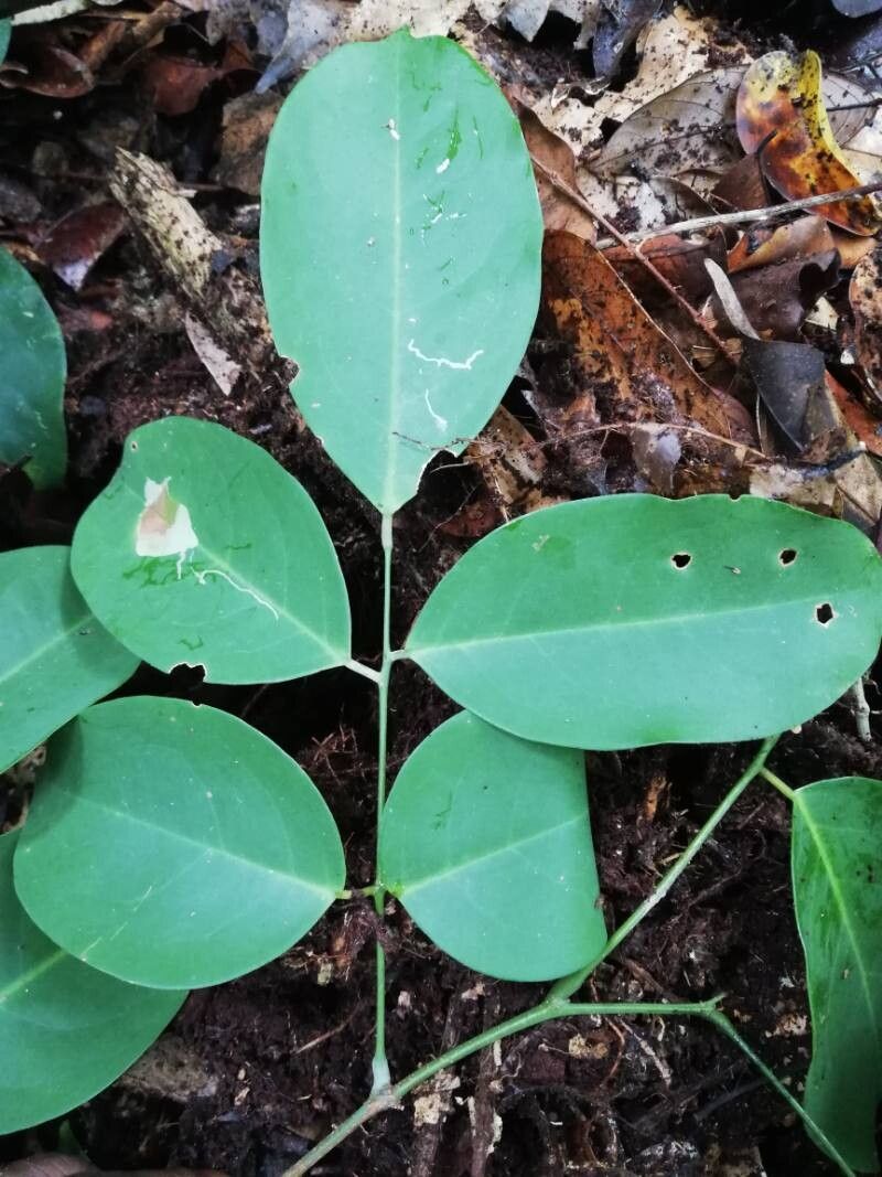 Dialium polyanthum — search result for 'Dialium'