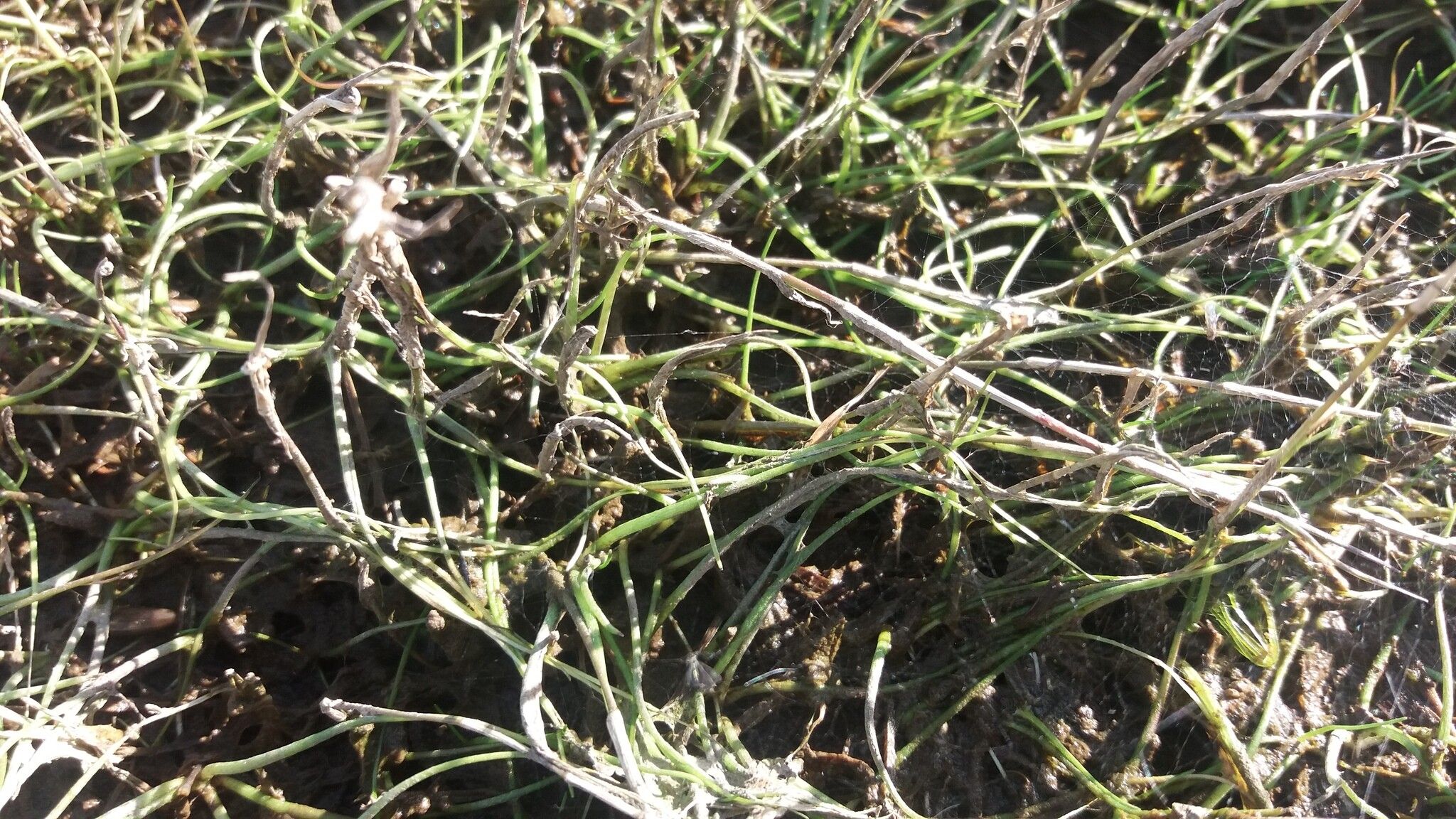 Isoetes welwitschii habit