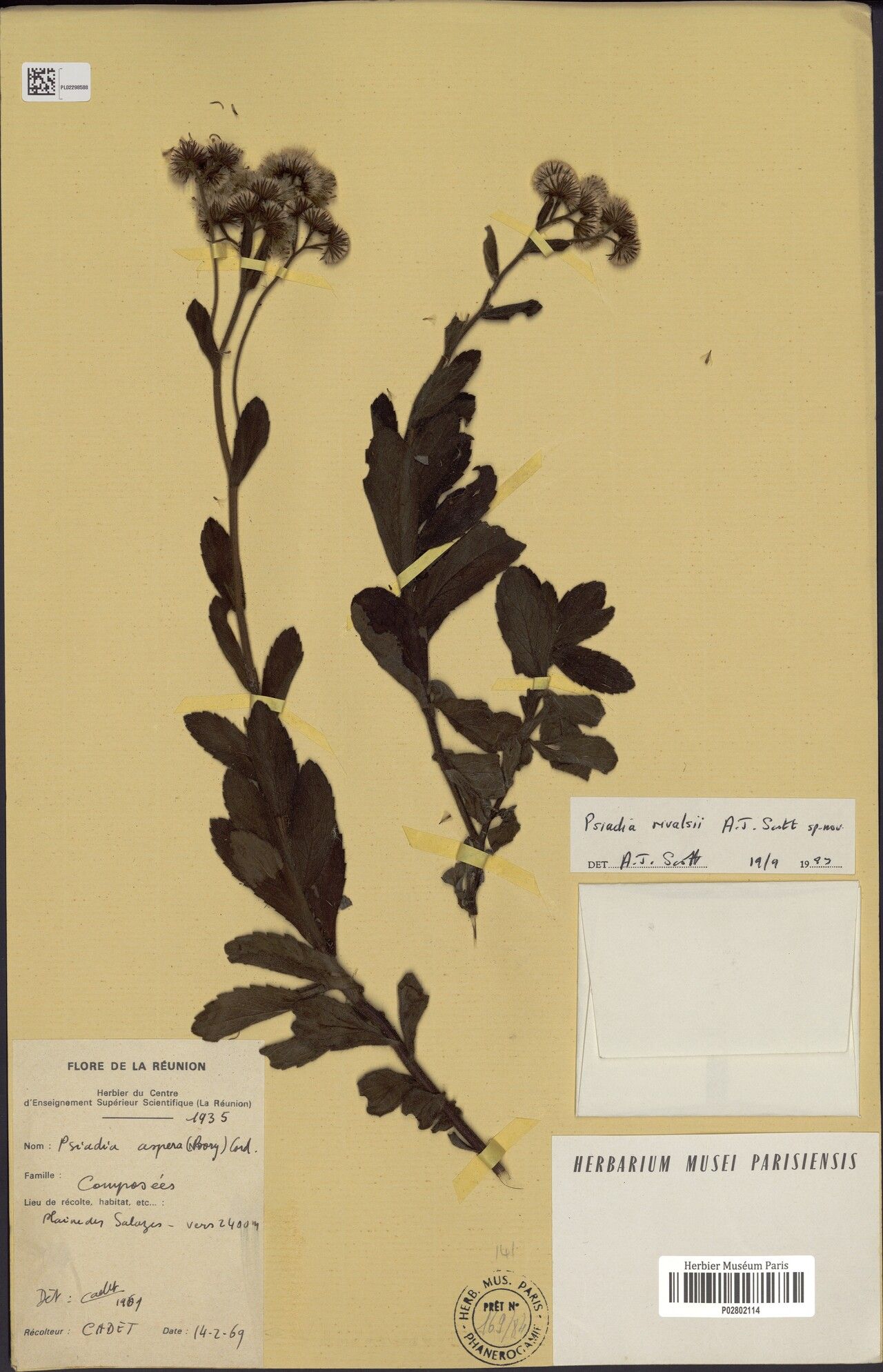 Psiadia rivalsii — houseplant care guide