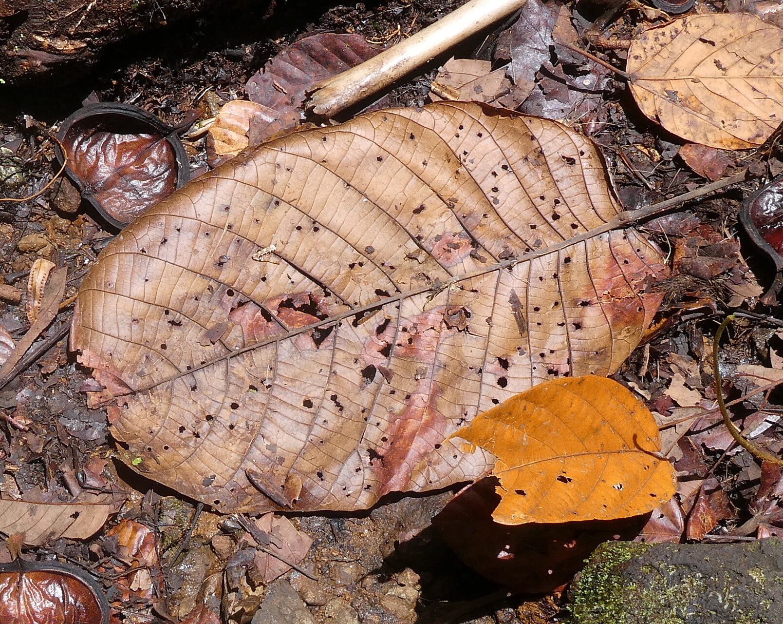 Sloanea truncata — houseplant care guide