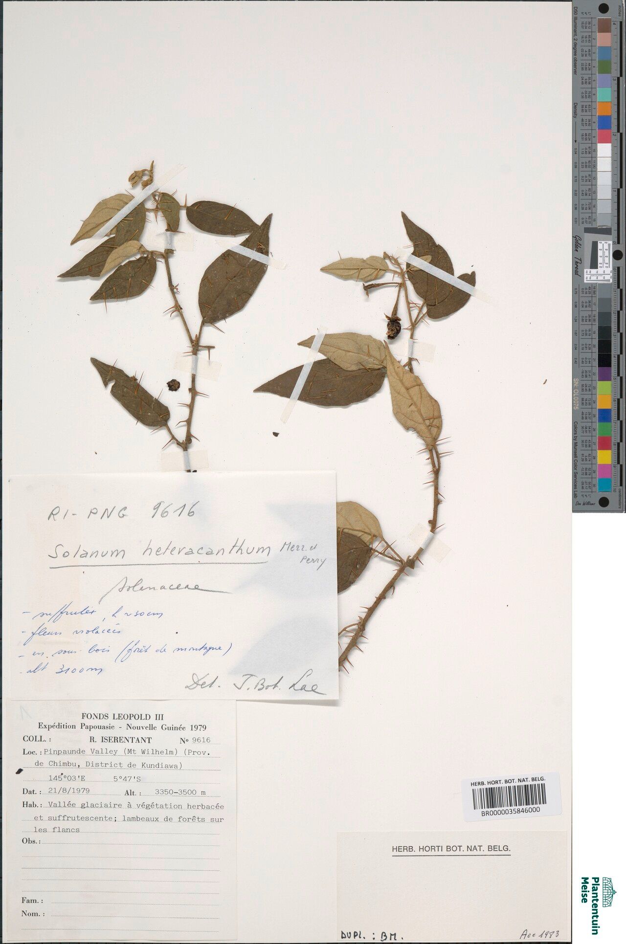 Solanum galactites — houseplant care guide