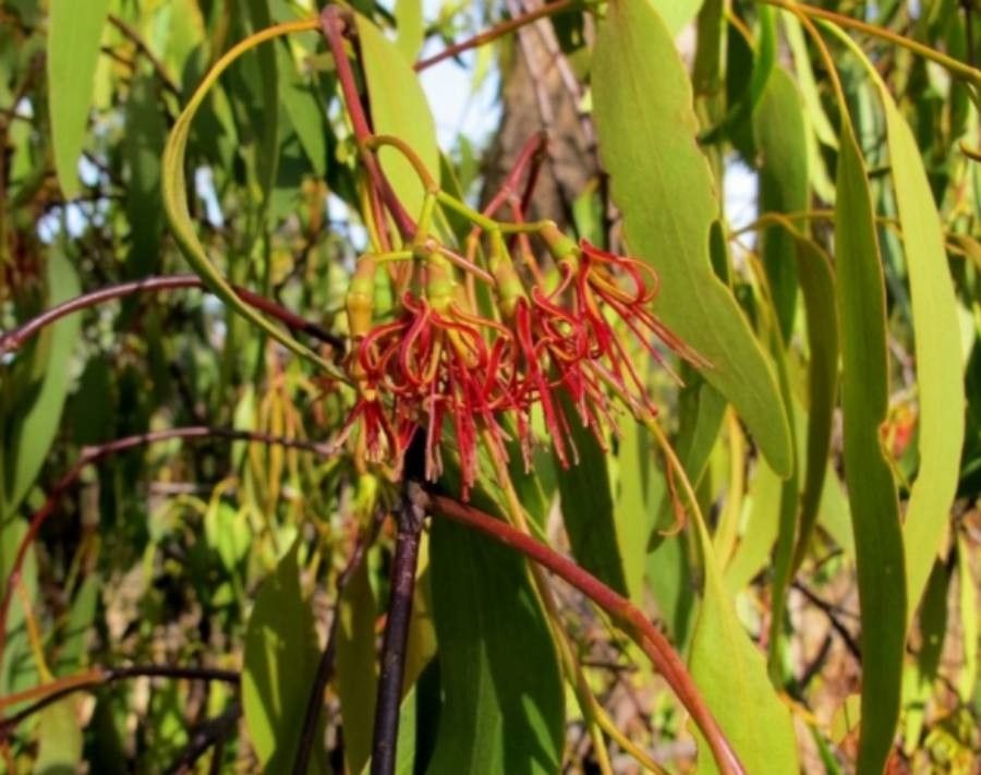 Amyema miquelii — related species from the same genus