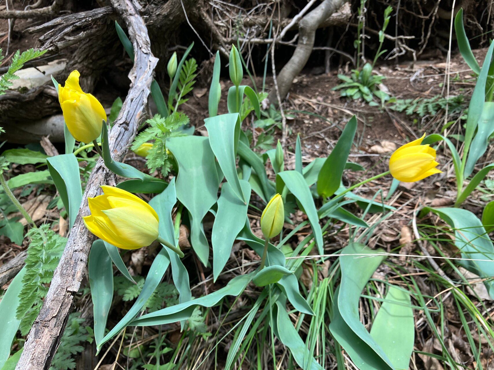 Tulipa hungarica flower