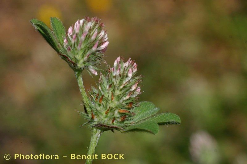 Trifolium gemellum fruit