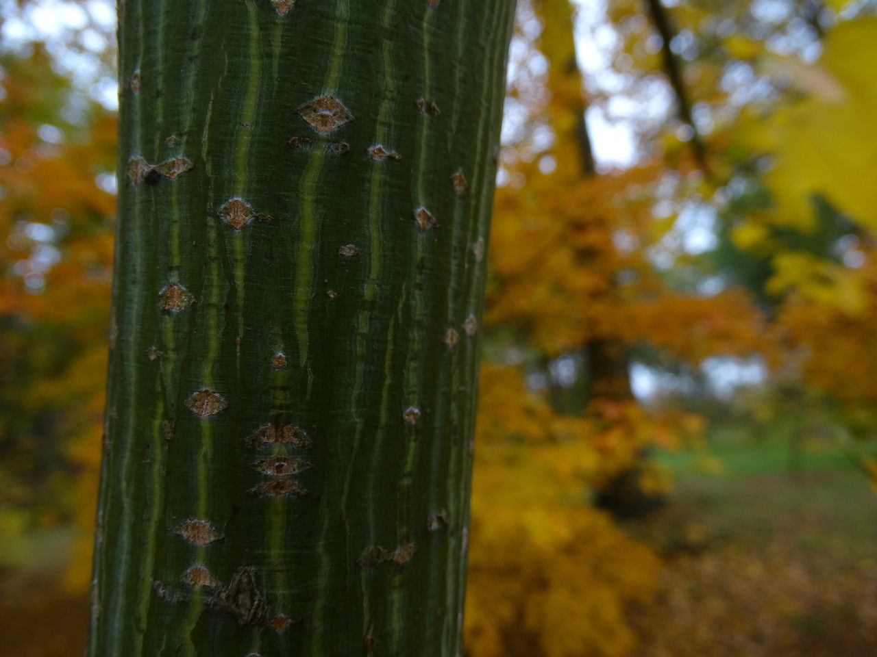 Acer rufinerve bark