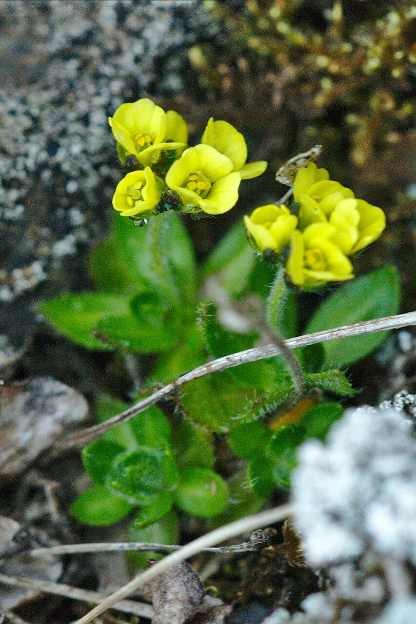 Draba oxycarpa — houseplant care guide