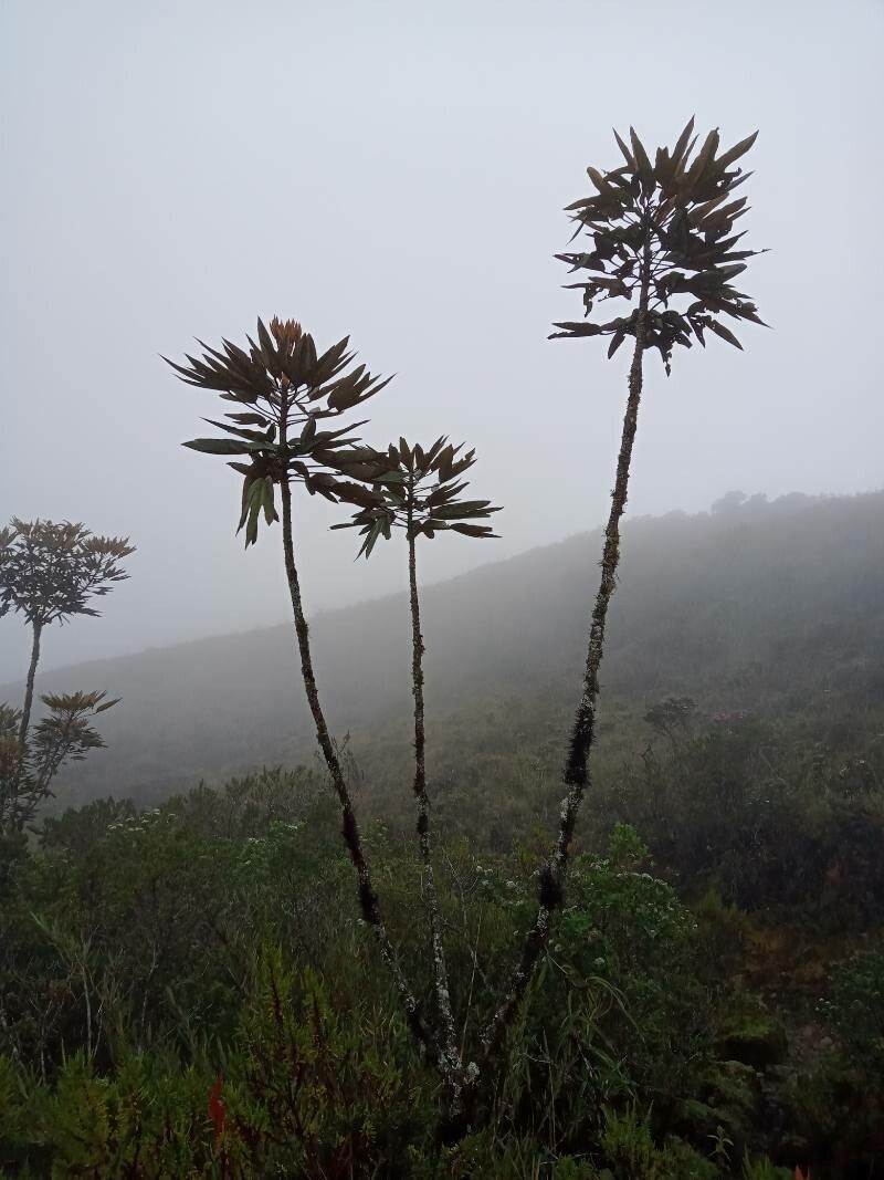 Oreopanax discolor habit