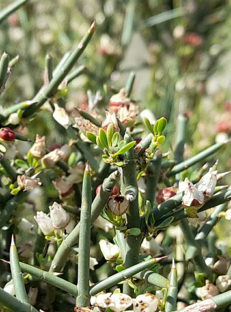 Discaria americana — related species from the same genus