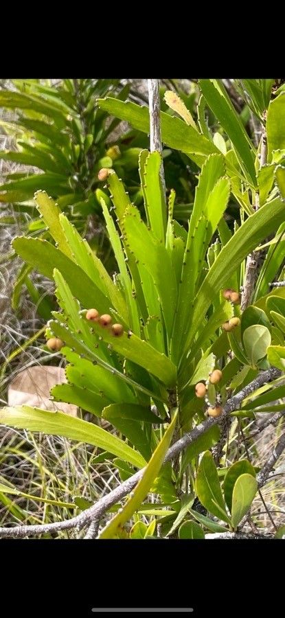 Phyllanthus angustifolius fruit
