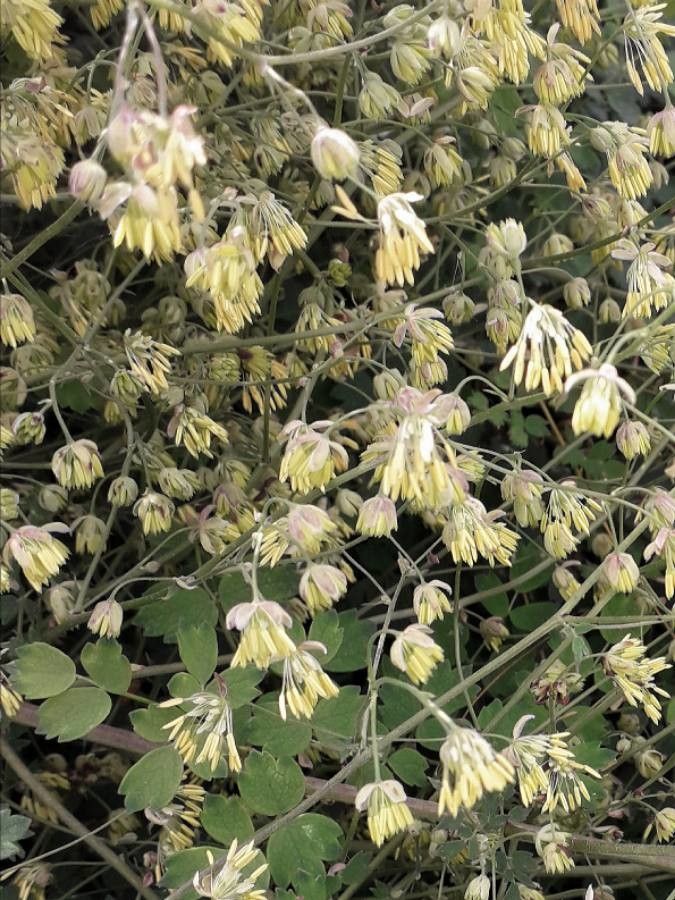 Thalictrum minus flower