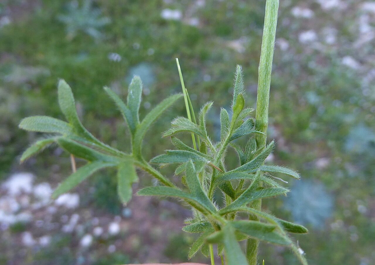 Ranunculus arvensis — search result for 'Ranunculus'