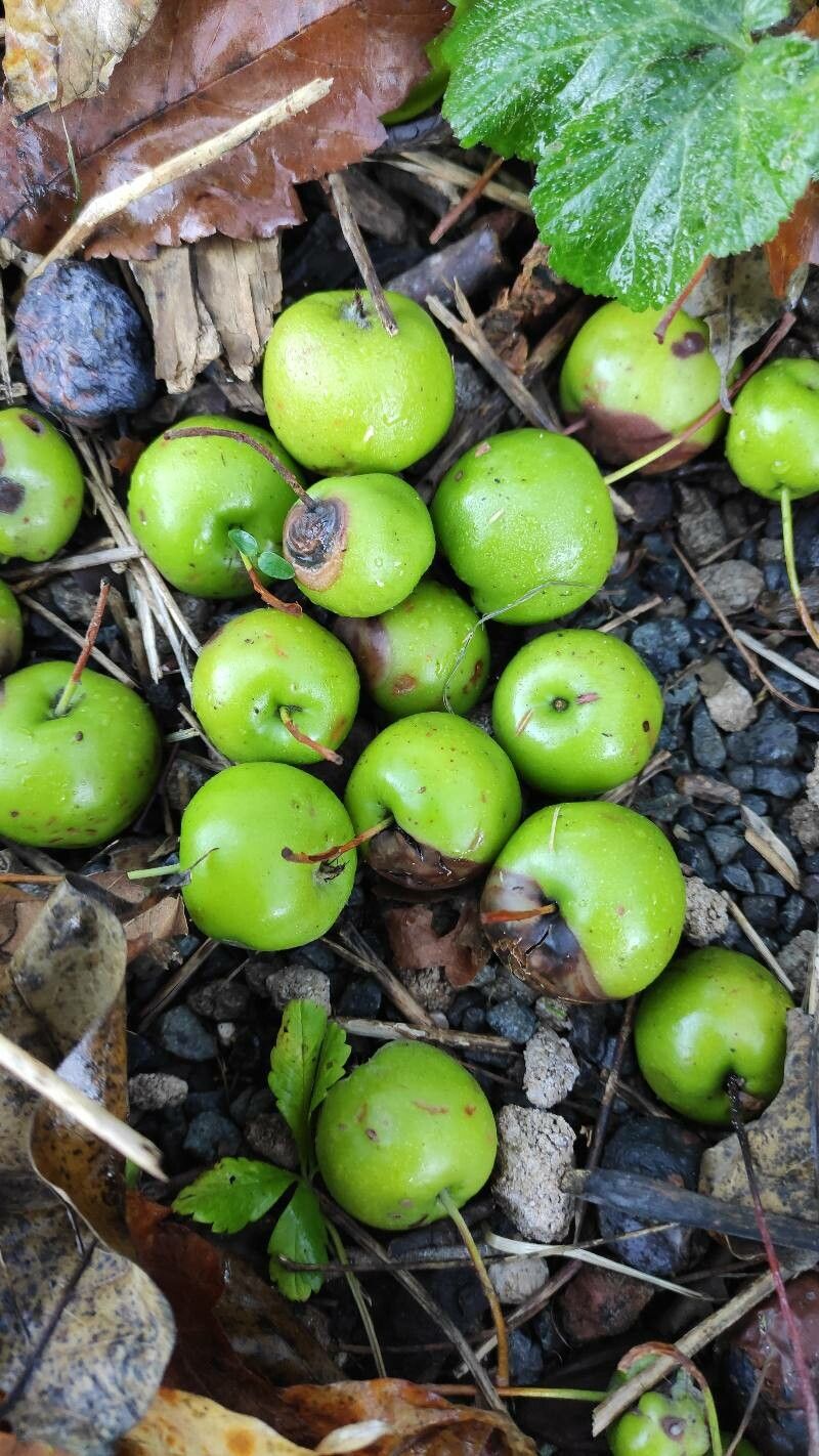Malus ioensis fruit