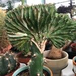 Euphorbia lactea