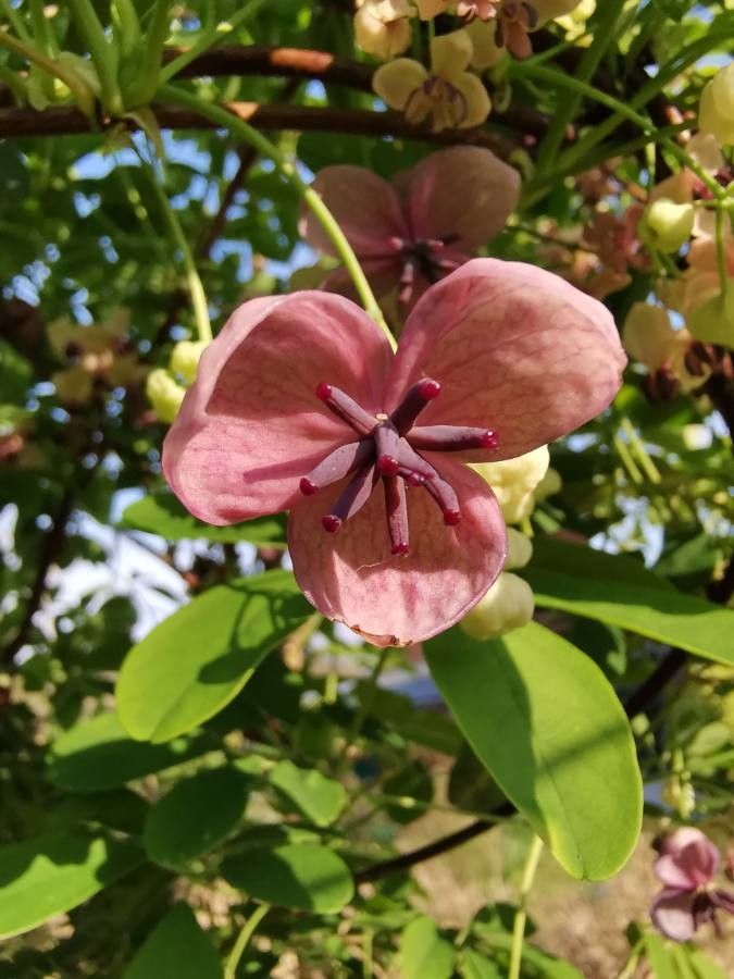 Akebia quinata flower