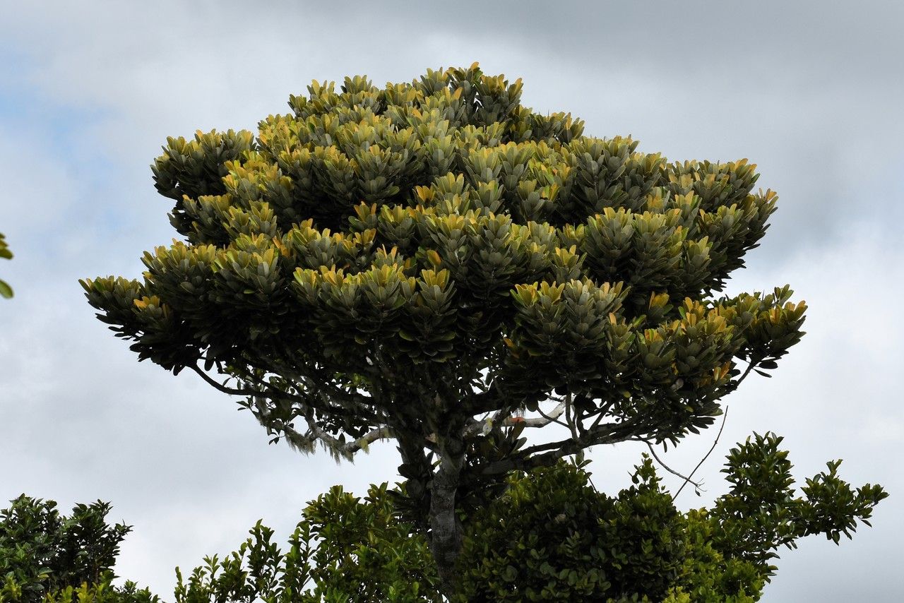 Labourdonnaisia glauca habit