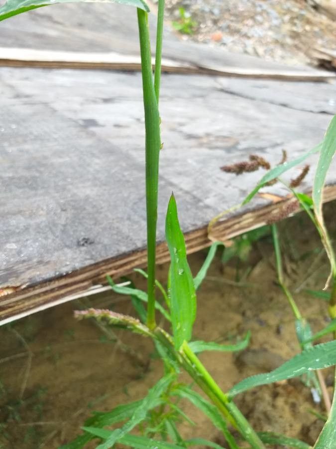 Echinochloa muricata leaf
