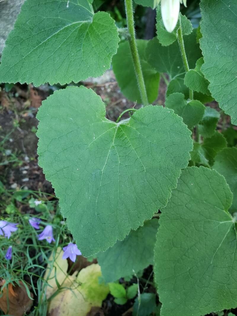 Campanula alliariifolia