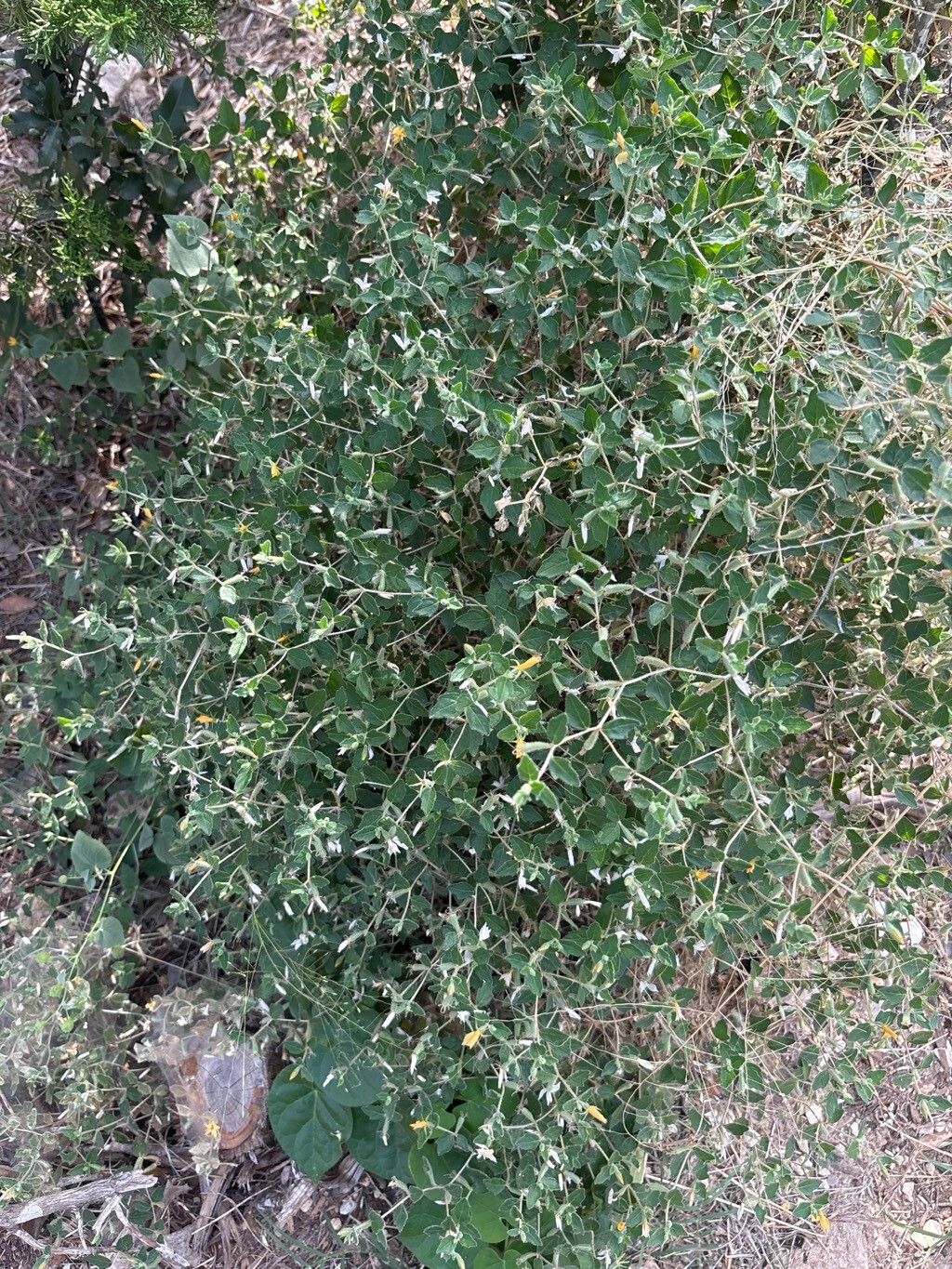 Mentzelia oligosperma — houseplant care guide