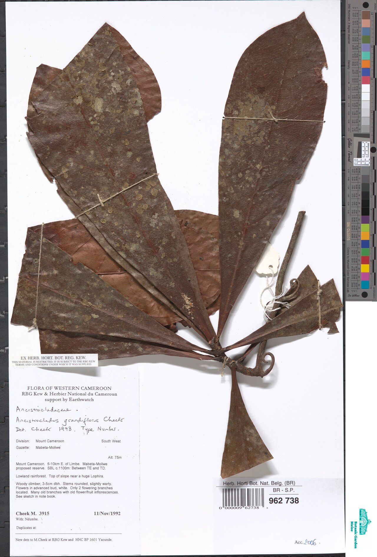 Ancistrocladus grandiflorus — related species from the same genus