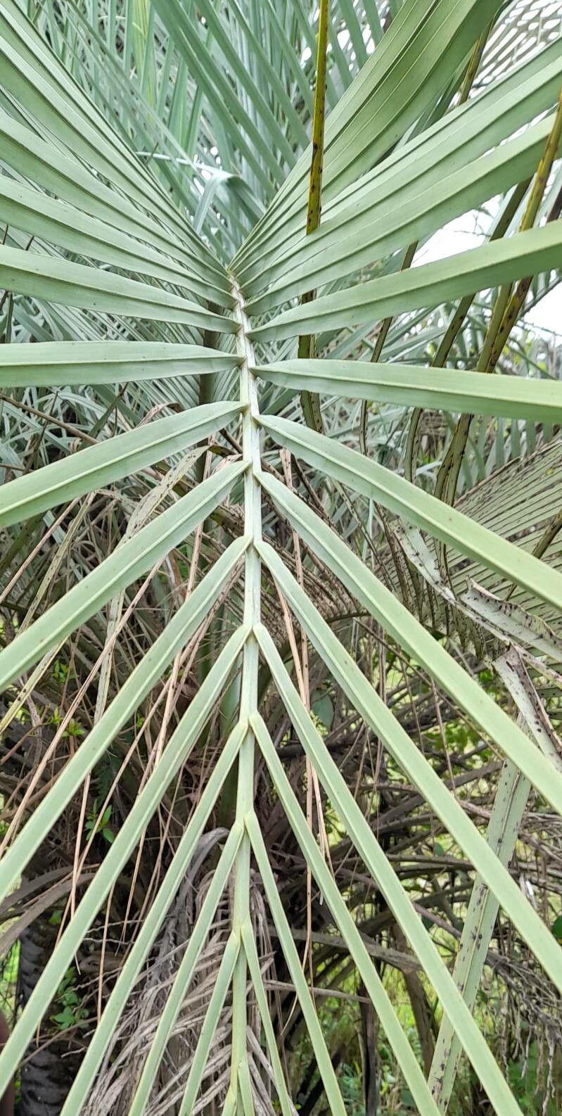 Butia noblickii — search result for 'Butia'
