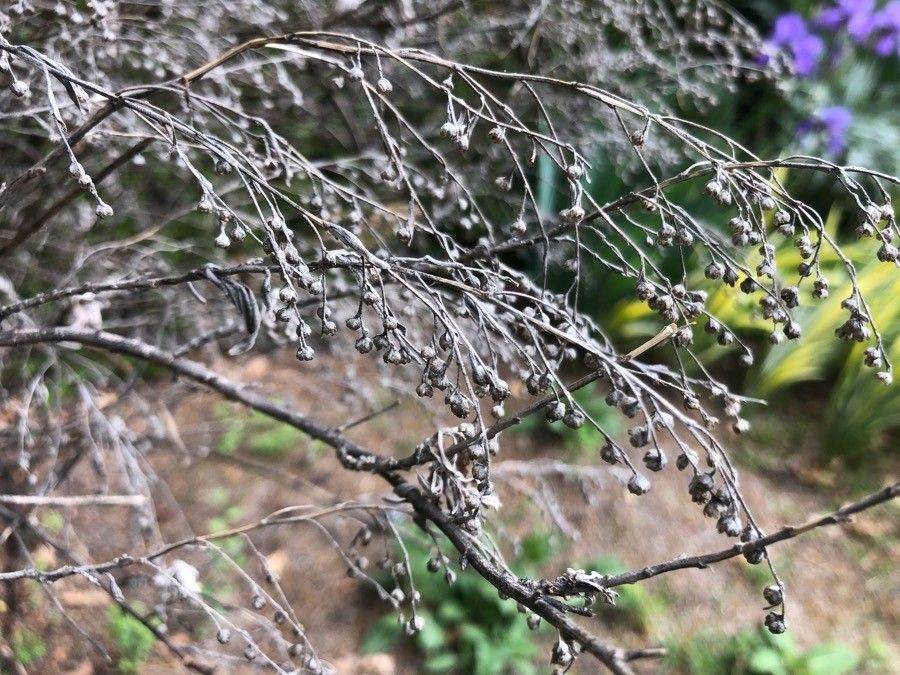 Artemisia thuscula fruit