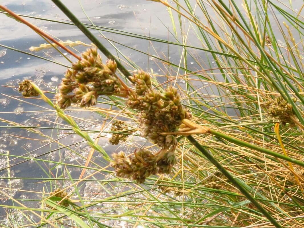 Juncus maritimus flower