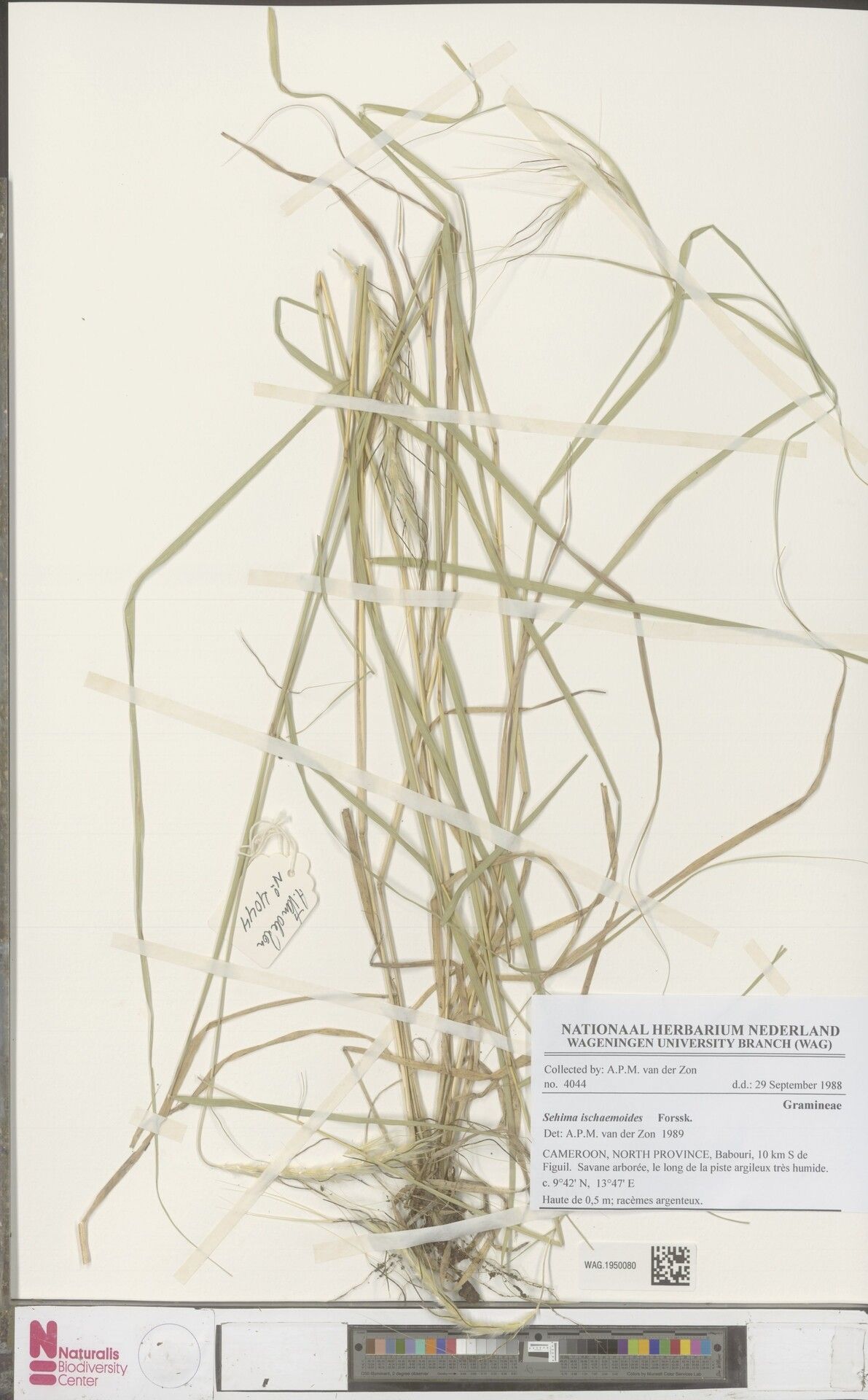 Sehima ischaemoides — related species from the same genus